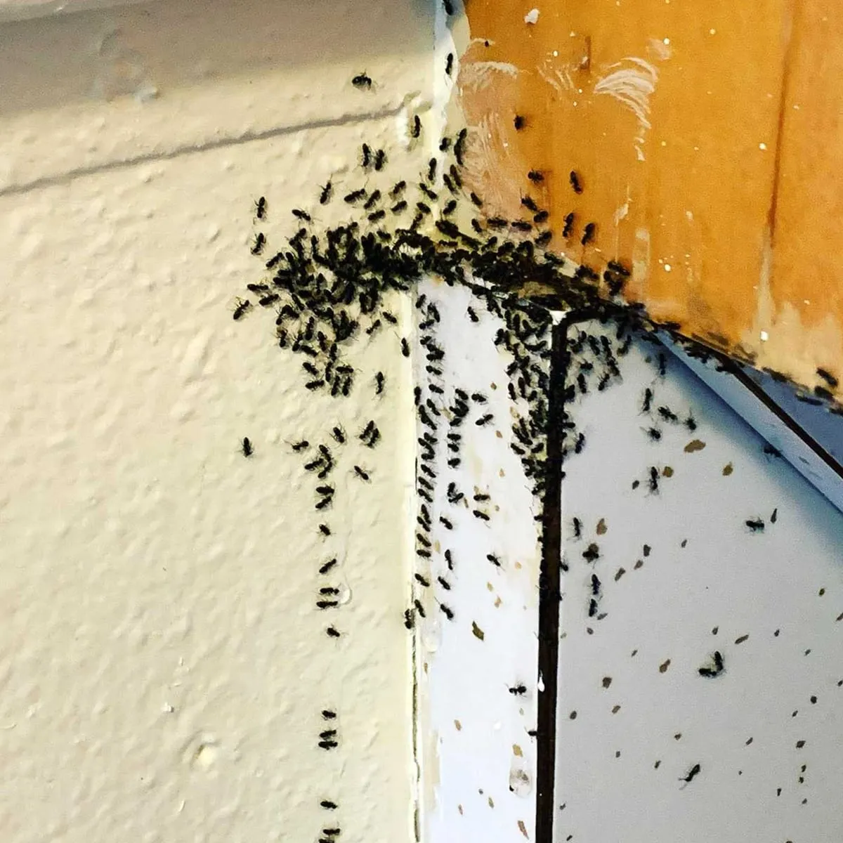 Heavy ant trail treated where a baseboard meets a door frame in a San Francisco home