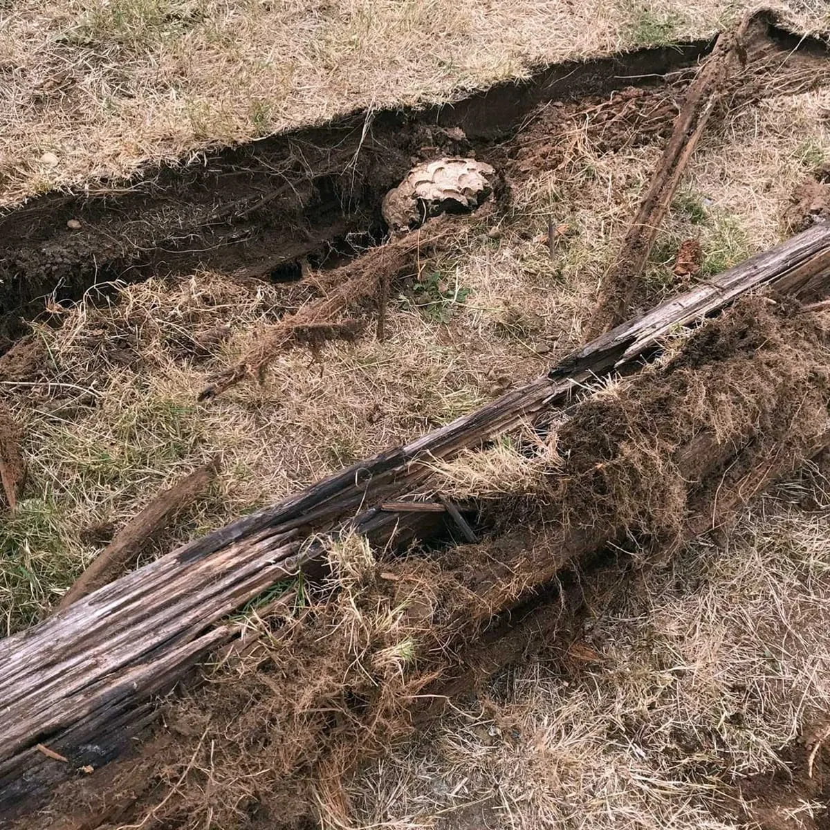 Rodent burrow and nest uncovered in the soil during an exterior inspection