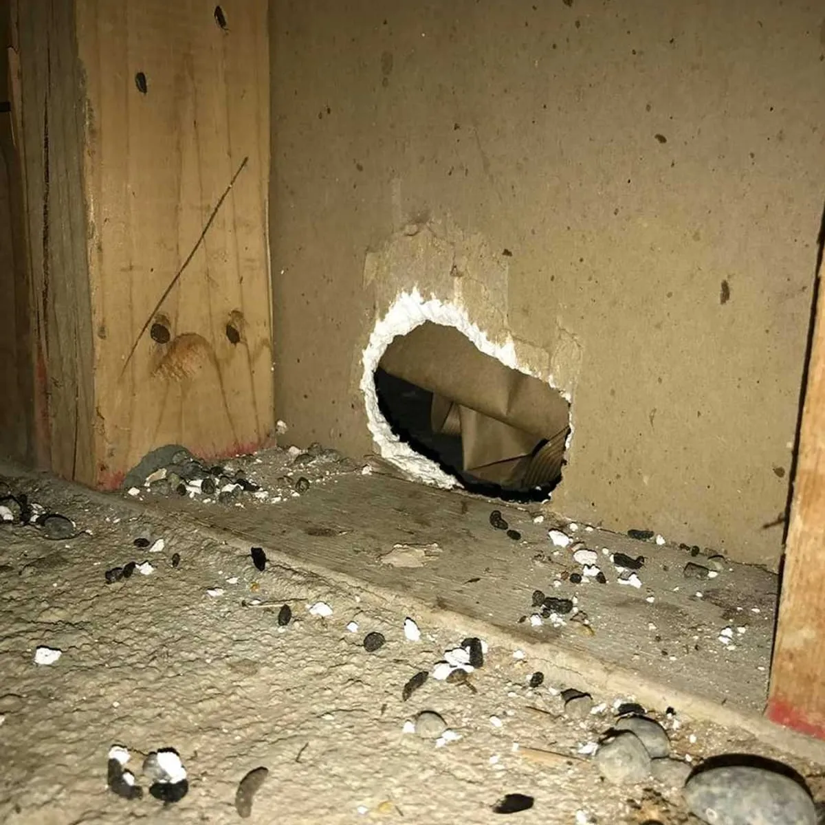Rodent gnaw hole chewed through a wall with droppings on the floor