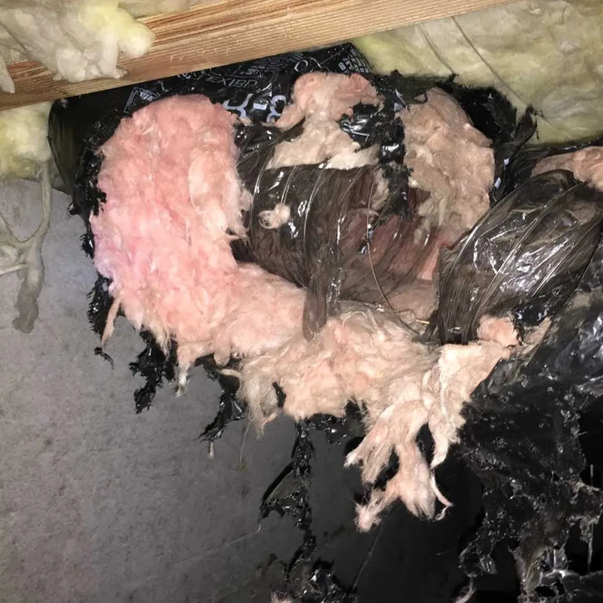 Attic insulation and ductwork torn apart by a rodent infestation
