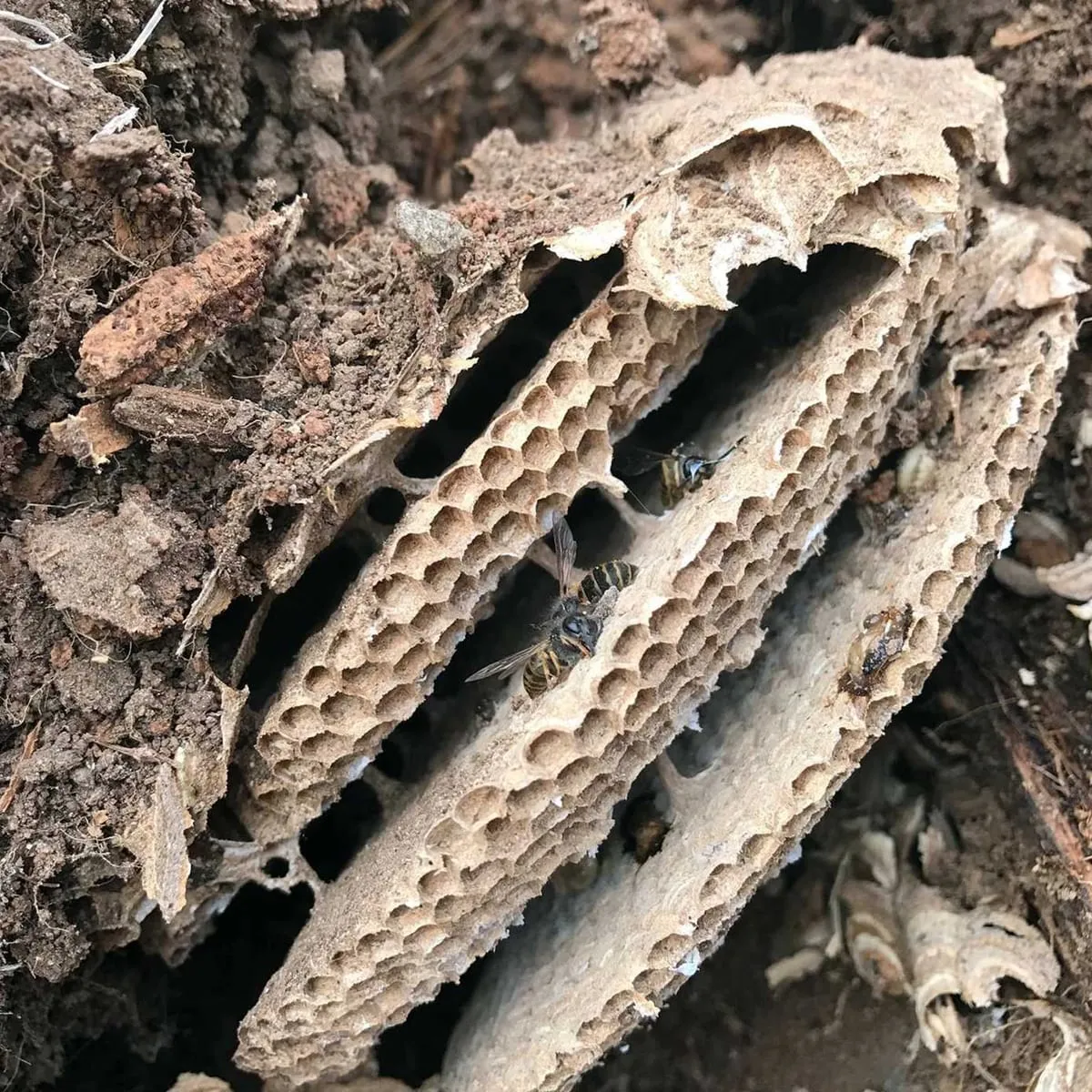 Wasp nest with exposed paper comb removed from a property